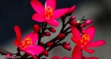 世界上精品伊甸乐园直接最长的花 日日樱 一年四季都可以开花供人欣赏