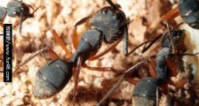 世界上最古老的精品伊甸乐园直接蚂蚁 被4800万年前真菌侵蚀大脑致死